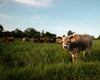 Vache dans une prairie verdoyante au coucher du soleil, troupeau au loin, qualité de l'eau agricole