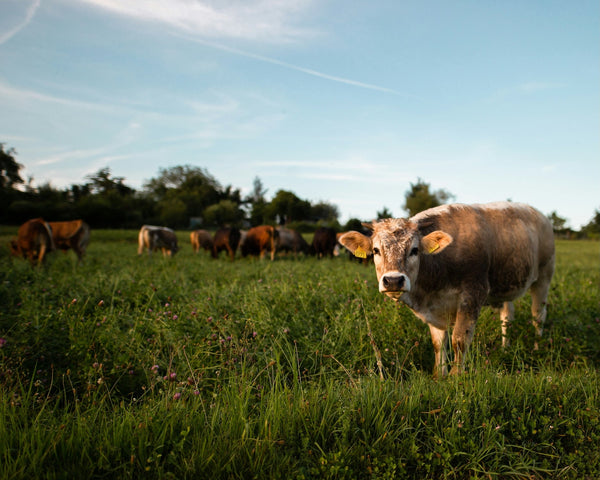 Vache dans une prairie verdoyante au coucher du soleil, troupeau au loin, qualité de l'eau agricole