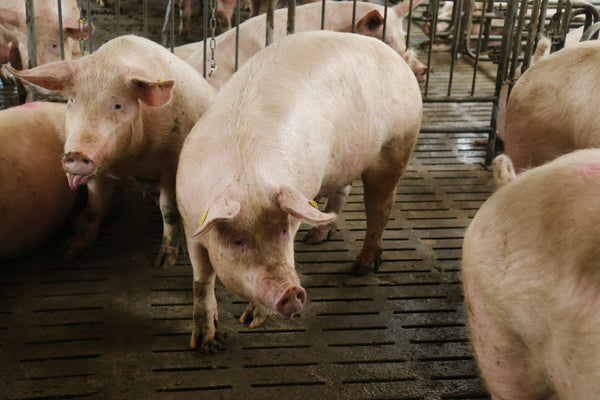 Qualité de l’eau en élevage porcin : quels impacts sur la santé et les performances des porcs ?