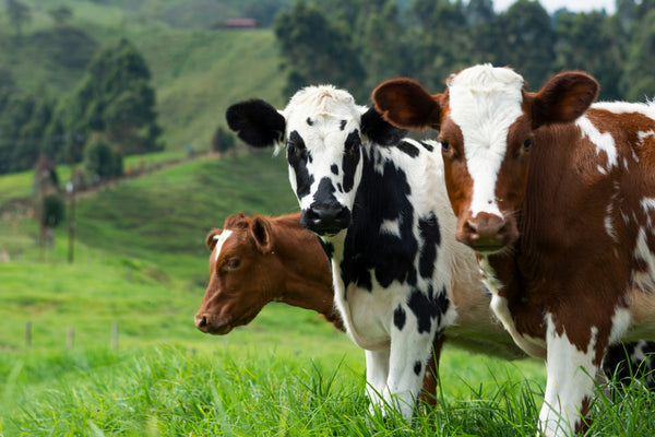 Comment la qualité de l'eau améliore la santé et la production des vaches laitières