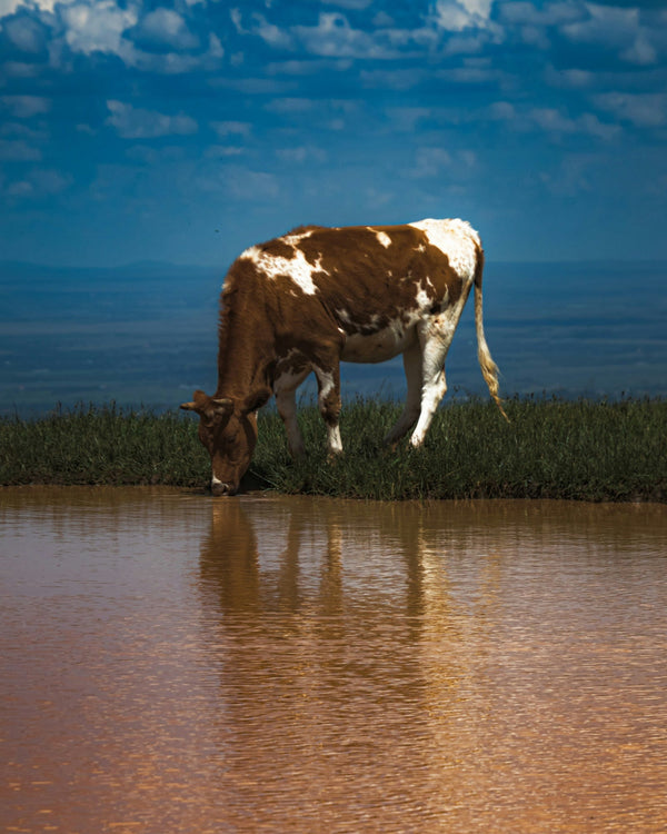 Pourquoi une eau de qualité est-elle importante sur une exploitation agricole ?