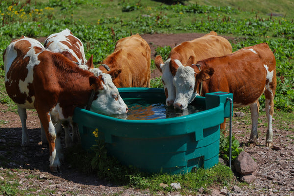 L’eau que boivent mes vaches affecte-t-elle leur production laitière ?
