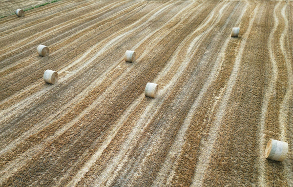 Sécheresse d’automne 2026 : quel impact sur les semis et la qualité de l’eau d’irrigation ?